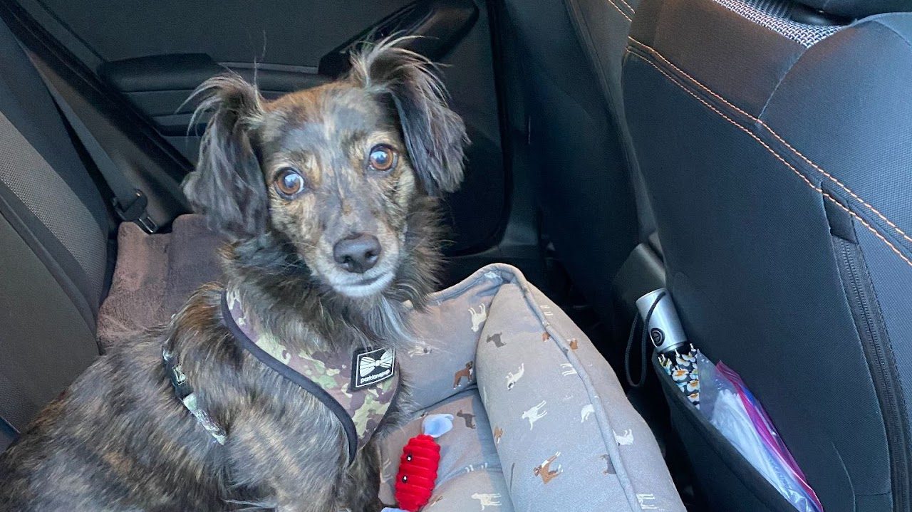 Captain, a small brindle dog with big ears, sitting in a car seat