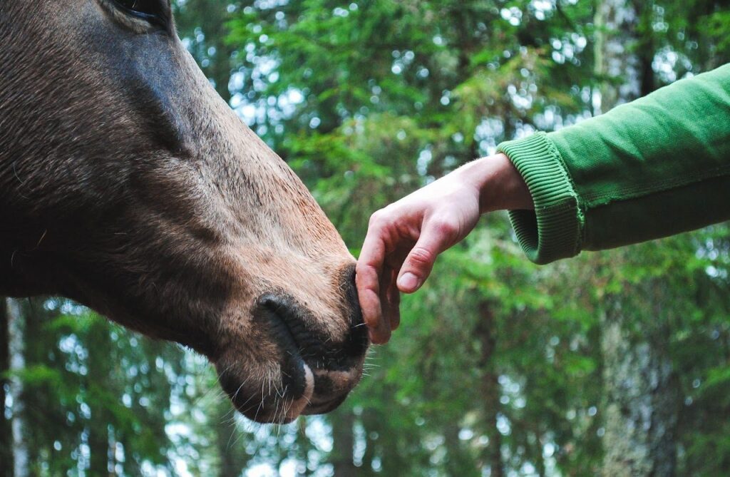 A horse lowering its nose to touch an outstretched hand in a pine forest
