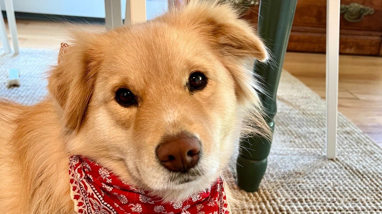 Pumpkin, a fluffy golden dog in a red bandana, looking straight at the camera